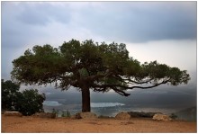Tree / ***