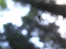 spider / spider