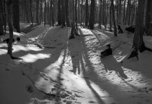 In the winter forest. / ***