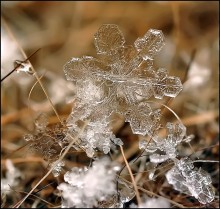 Sparkle and friends ... / ***