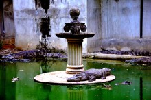 Crocodile / ***