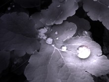 Tau / ***