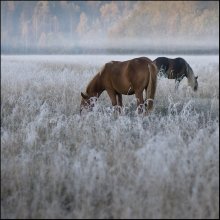 Der erste Frost / ***
