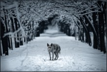 Cold dog ... / ***