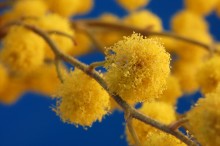 Mimose / *****