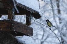 Funambulist / ***