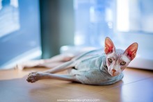 beloved pet. siesta / *****