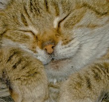Ate, and you can sleep ... / ***