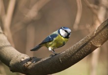 Heavy titmouse ... / ***