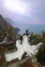 Love and Pigeons / ***