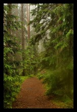 Forest Tale / ***