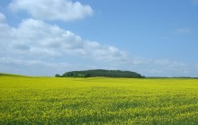 Field / ***