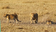 Mama, I\'m lazy to hunt! / ***