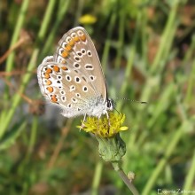 Copper-butterfly butterfly / ***