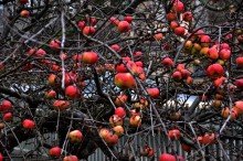 Apples / ***
