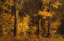 Fall color gold ... / ***