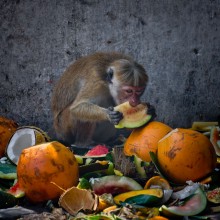 Gluttony / ***