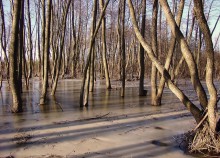 Pripoymenny forest / ***