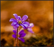 Spring / ***