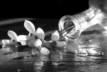 Snowdrops / ******************