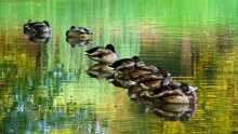 Ducks at the disco:) / ***