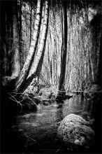 [ Mystical Forest ] / ***