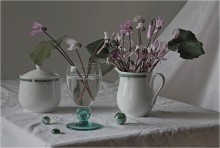With wild cyclamen ... / ***