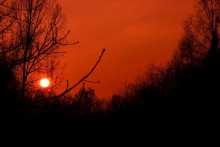 Red / ***
