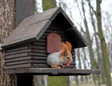 Modern squirrel / ***