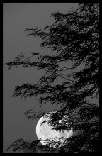 Lunar MORNING / *******
