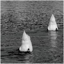 Icebergs / ***