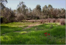 At the edge of forest / *****