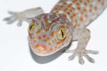 Gecko currents / ***