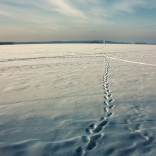 Homeward Bound / *****