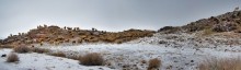 Winter panorama from lambs / ***