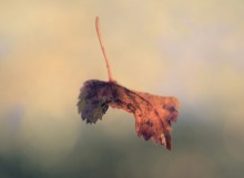 With branches falling leaf ... / ***