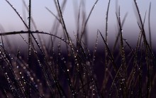 Freshness, tenderness ... / ***