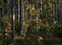 In the forest wilds / ***