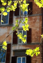 Spring Fenster / ***