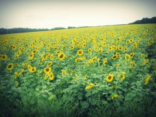 podsolnuhovoe field / ............