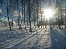 birches / ********
