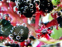 Gems / http://fotki.yandex.ru/users/nastikter/view/259403?page=0