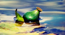 Spatter-dock / http://fotki.yandex.ru/users/nastikter/view/249744?page=0