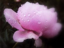 Tropfen / **************