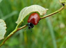 Pappel Blattkäfer / Chrysomela populi