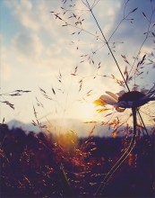 .... In the solar plexus ... Carpathians / ***