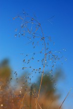 Droplets / ***