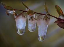 Drops. / .......