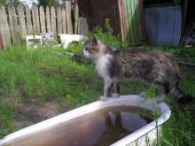 Vaska / ***