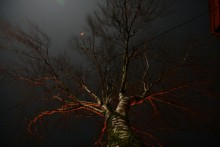 Night birch / *****